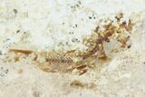 Two Cretaceous Fossil Fish (Armigatus) - Lebanon #110844-2